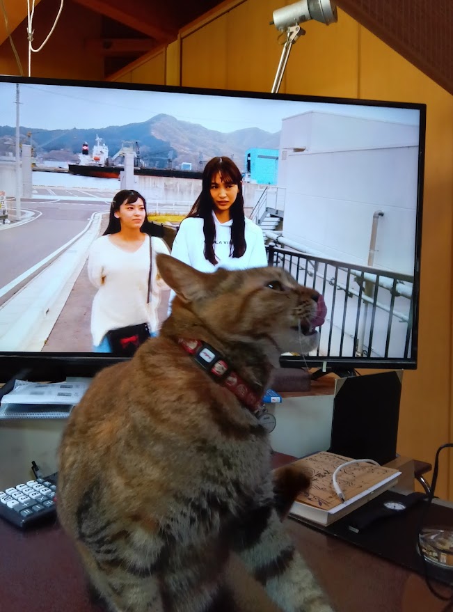 ネコちゃん占い師の占筮日記104