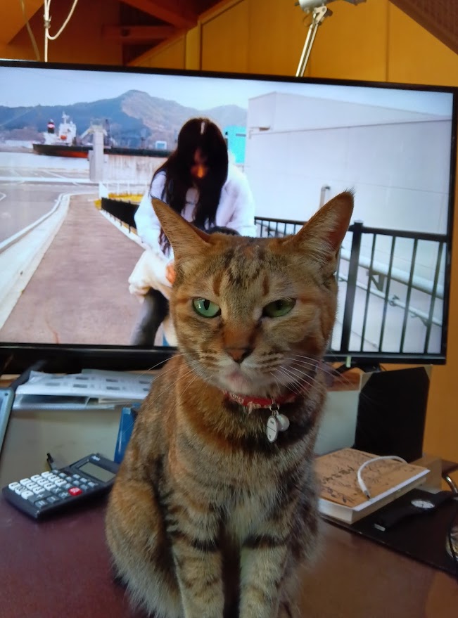 ネコちゃん占い師の占筮日記105