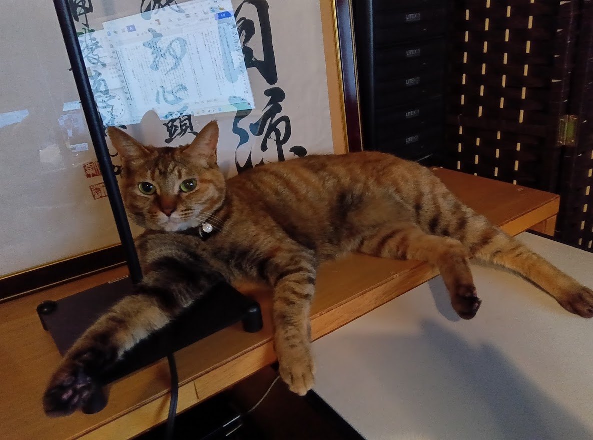 ネコちゃん占い師の占筮日記110