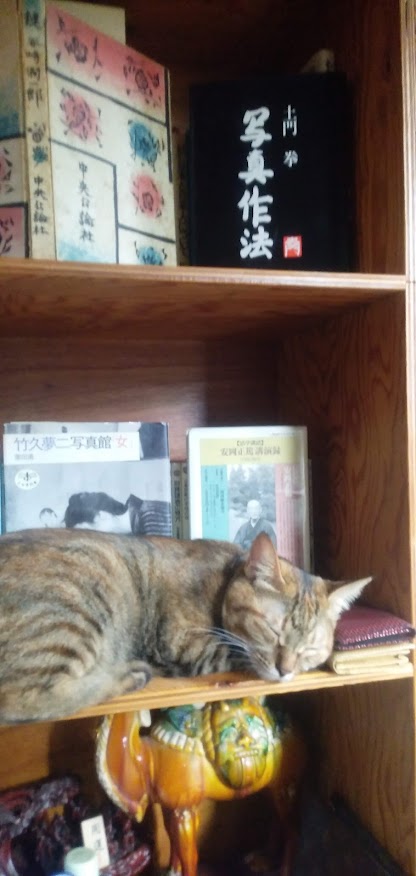 ネコちゃん占い師の占筮日記137