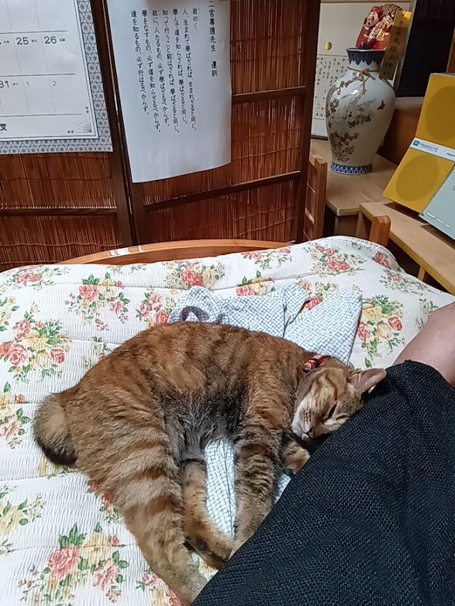ネコちゃん占い師の占筮日記163