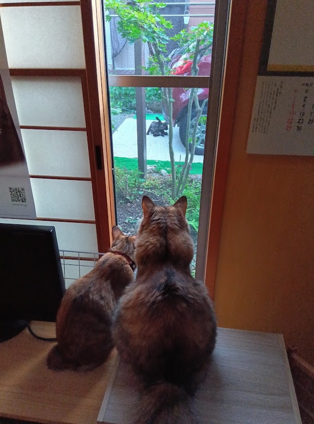 ネコちゃん占い師の占筮日記178