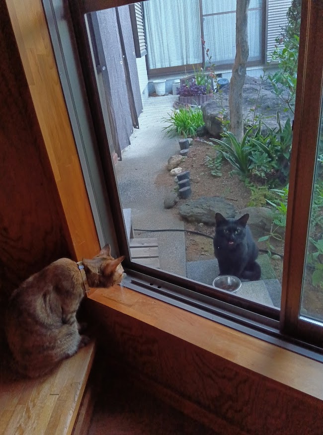 ネコちゃん占い師の占筮日記207