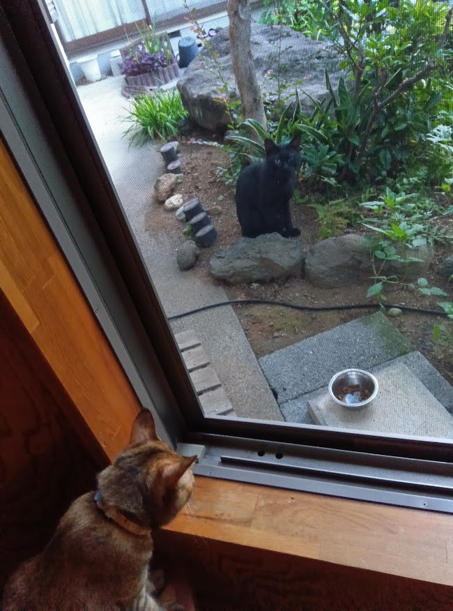ネコちゃん占い師の占筮日記208