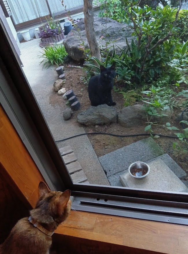 ネコちゃん占い師の占筮日記209