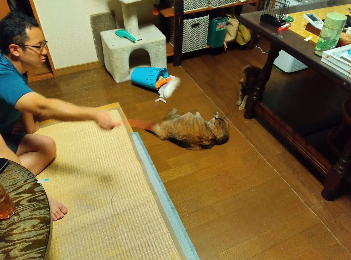 ネコちゃん占い師の占筮日記224