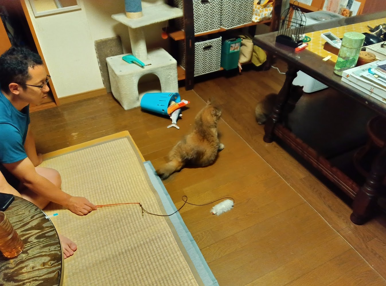 ネコちゃん占い師の占筮日記223