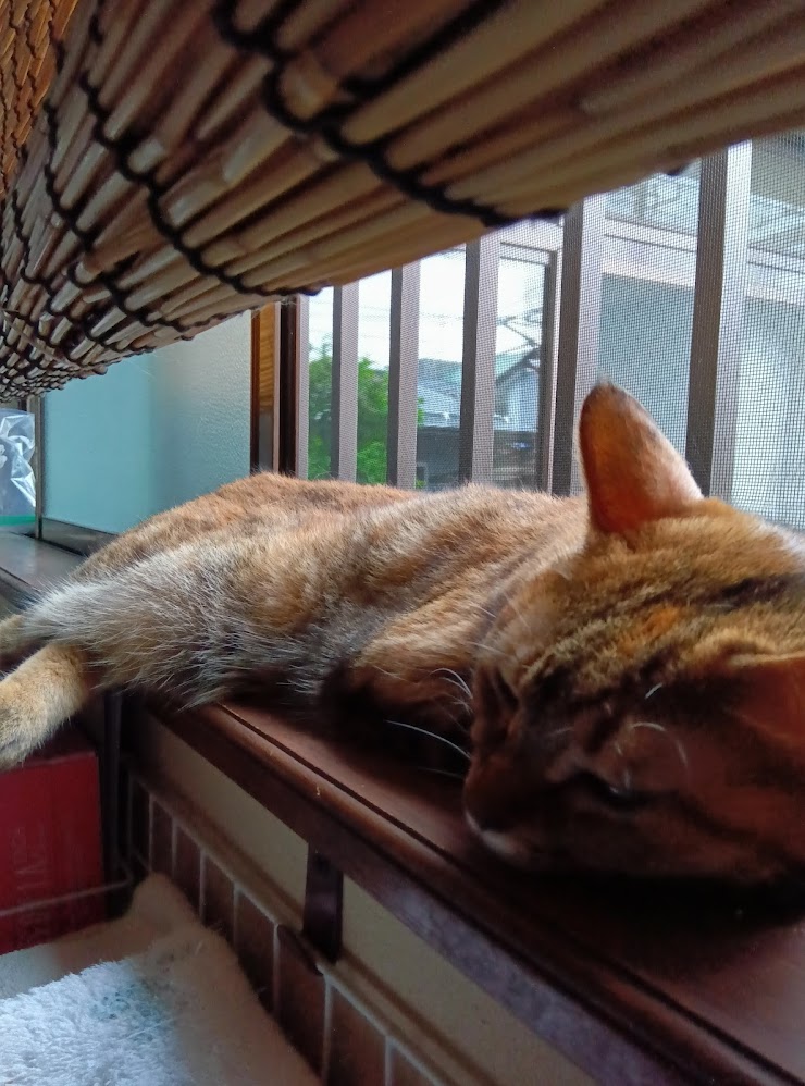 ネコちゃん占い師の占筮日記242