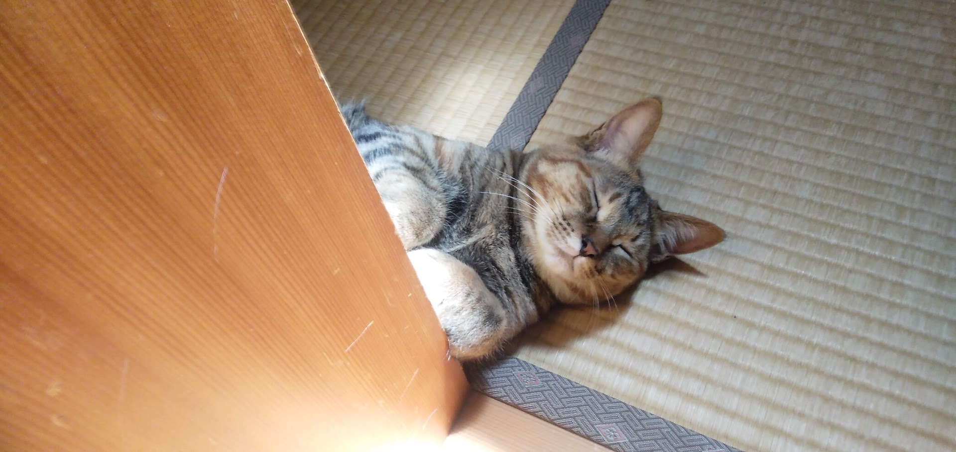 ネコちゃん占い師の占筮日記260