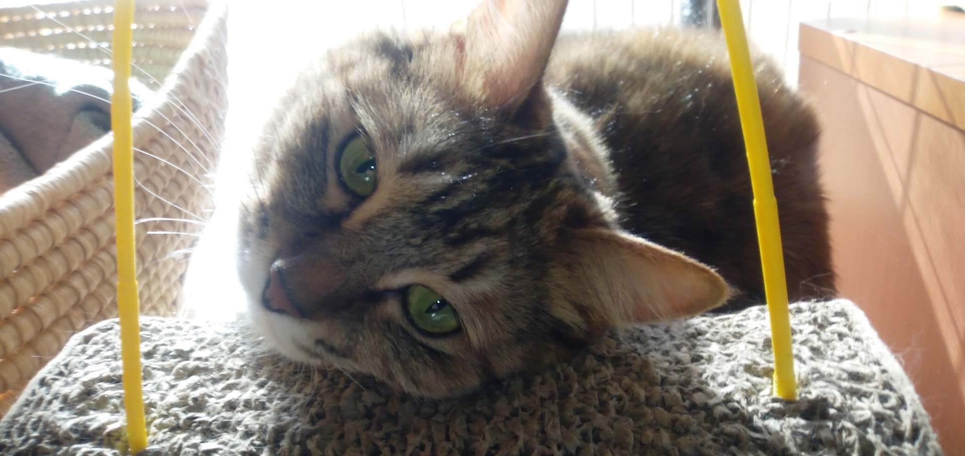 ネコちゃん占い師の占筮日記268