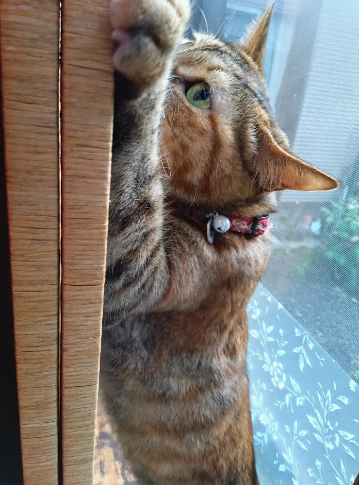 ネコちゃん占い師の占筮日記301