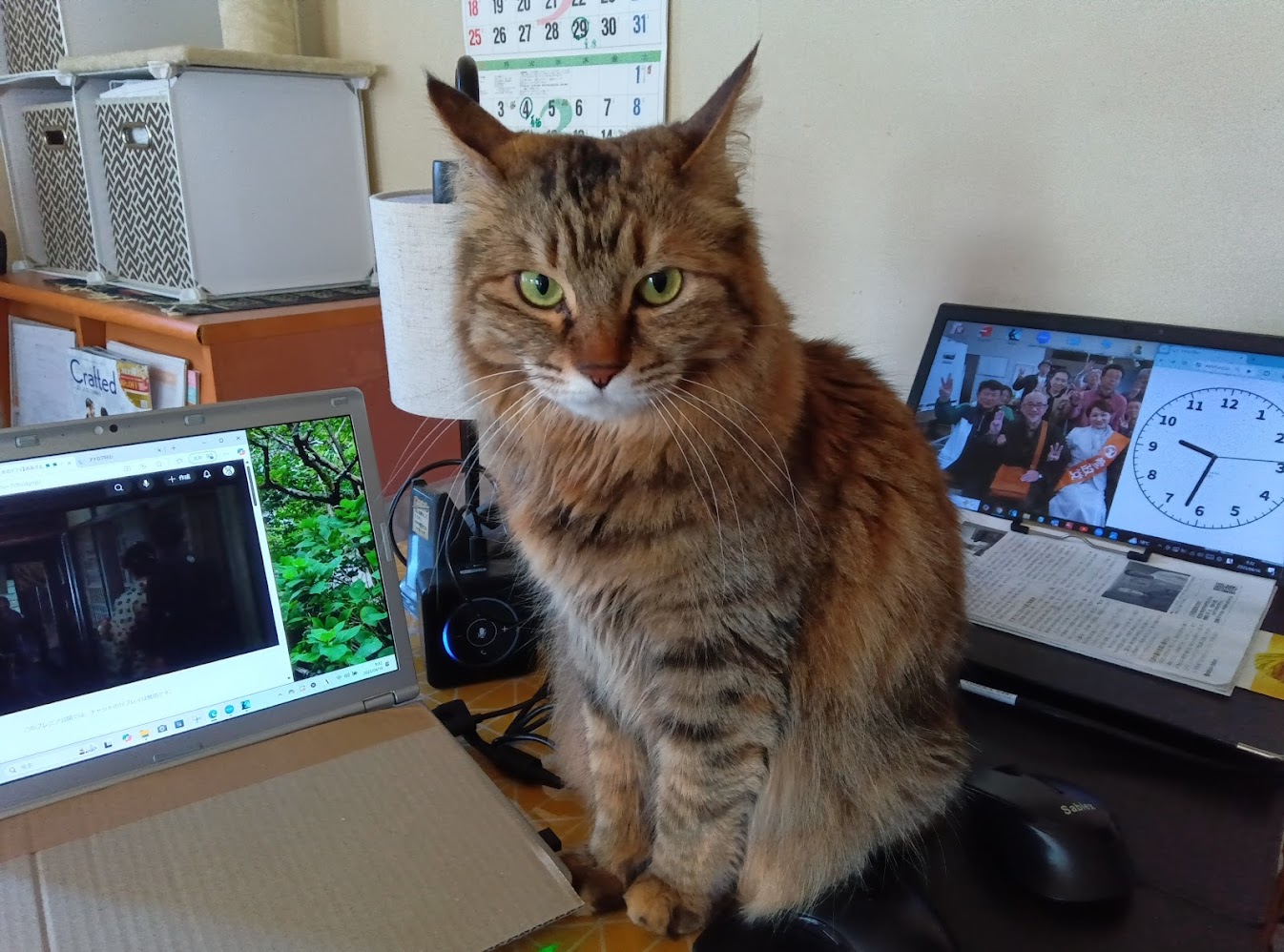 ネコちゃん占い師の占筮日記302