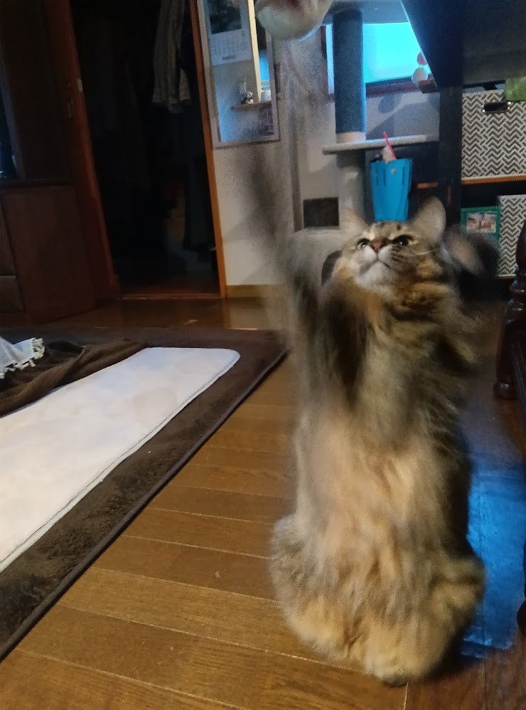 ネコちゃん占い師の占筮日記297