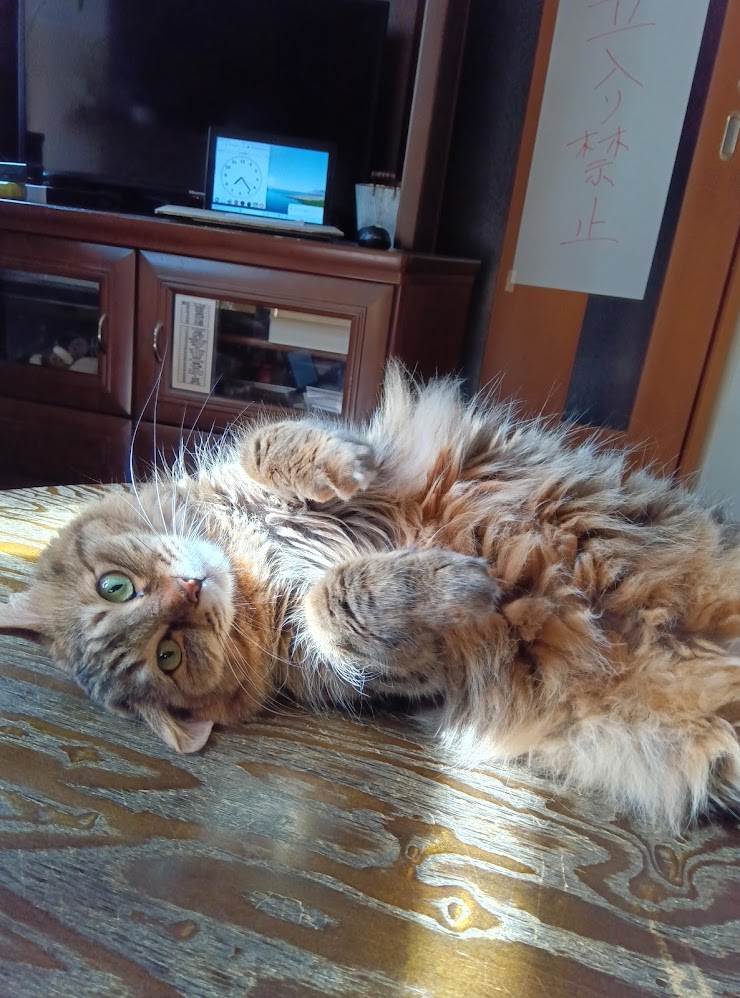 ネコちゃん占い師の占筮日記298