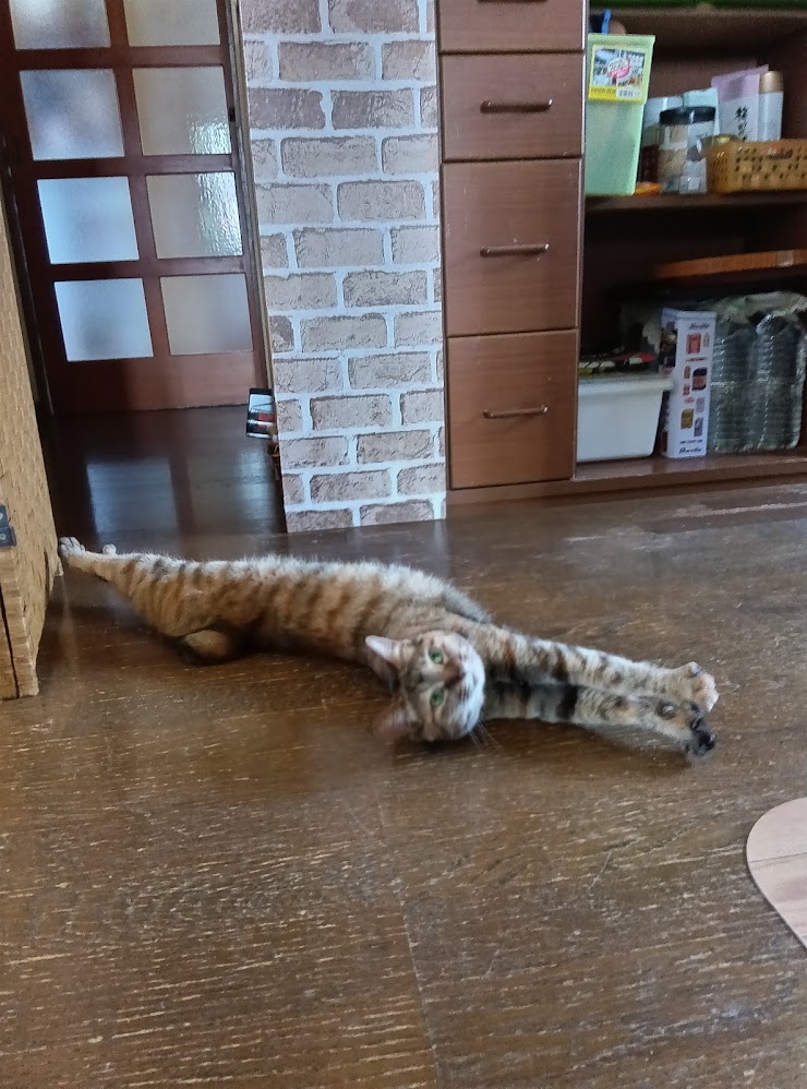 ネコちゃん占い師の占筮日記299