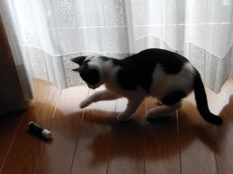 ネコちゃん占い師の占筮日記296