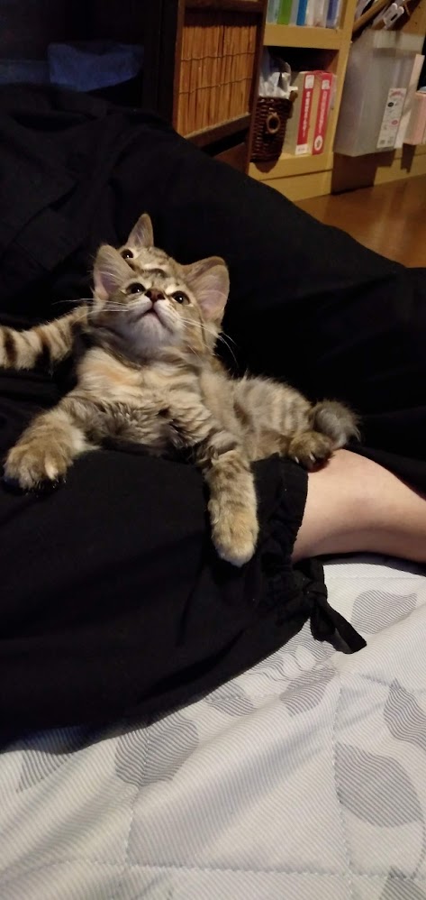 ネコちゃん占い師の占筮日記294