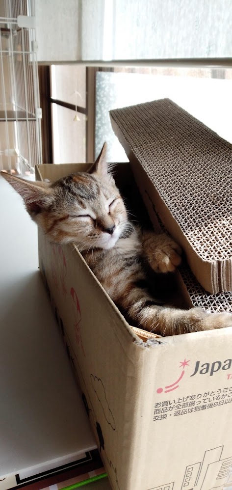 ネコちゃん占い師の占筮日記293