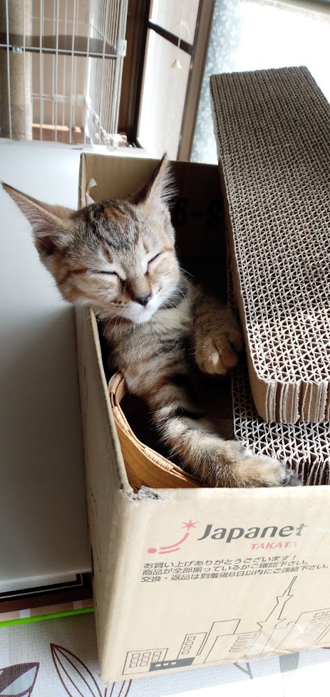 ネコちゃん占い師の占筮日記292