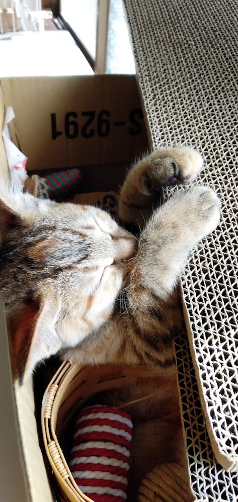 ネコちゃん占い師の占筮日記291