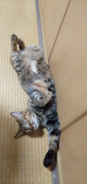 ネコちゃん占い師の占筮日記311