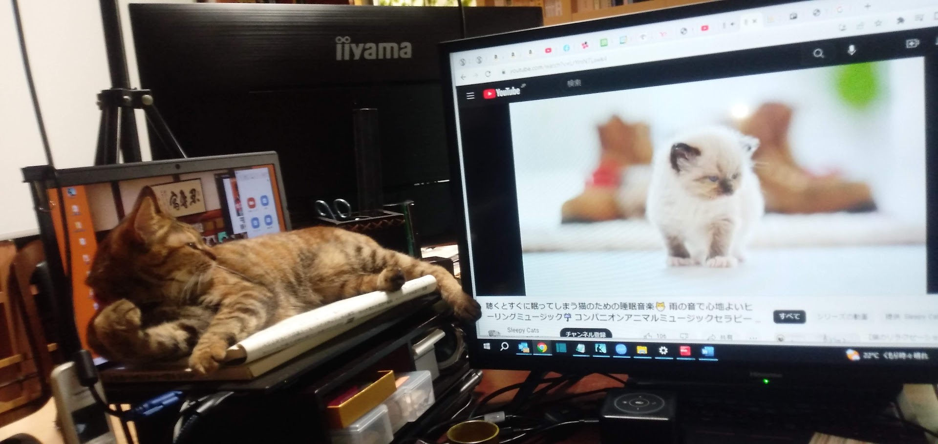 ネコちゃん占い師の占筮日記309