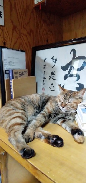 ネコちゃん占い師の占筮日記312