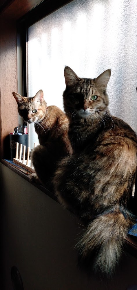 ネコちゃん占い師の占筮日記315