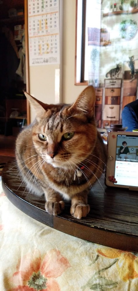 ネコちゃん占い師の占筮日記310