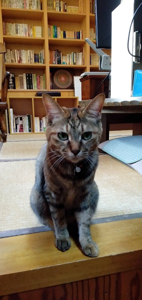 ネコちゃん占い師の占筮日記313