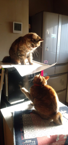 ネコちゃん占い師の占筮日記314