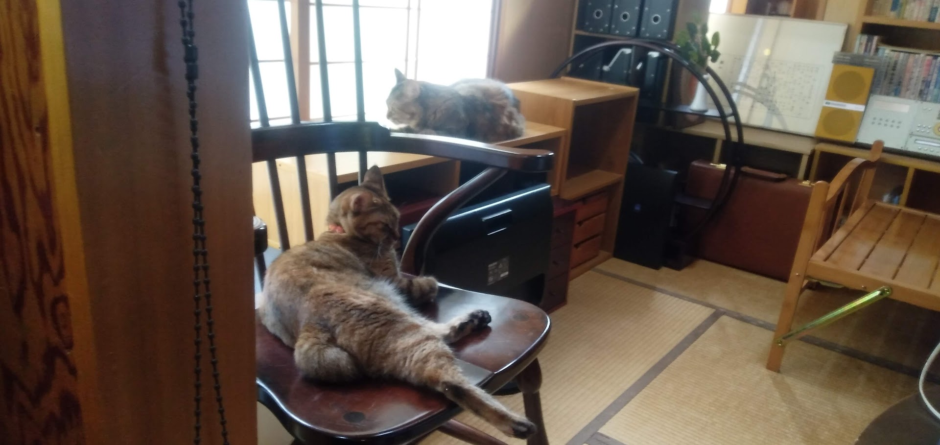 ネコちゃん占い師の占筮日記308